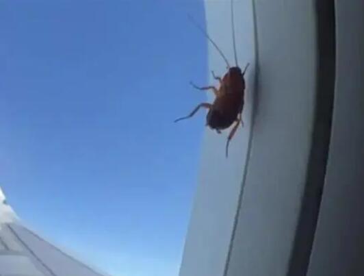 航司回應(yīng)飛機(jī)舷窗上趴著蟑螂 真相曝光簡直太驚人了
