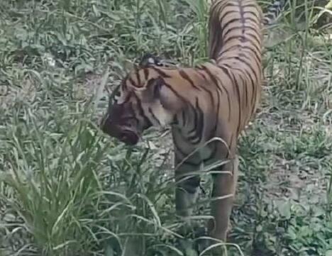 廣州動物園老虎餓得吃草?園方回應 到底是什么情況?