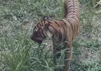 廣州動物園老虎餓得吃草?園方回應 真相太出乎意料了