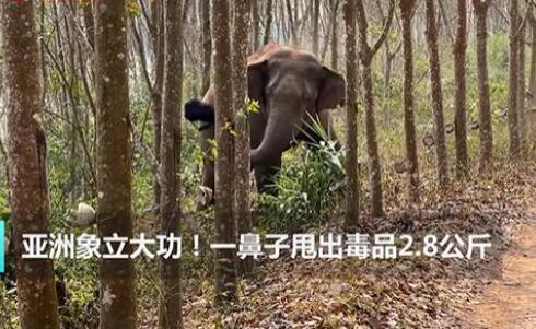 亞洲象一鼻子甩出毒品2.8公斤 真相曝光簡直太驚人了