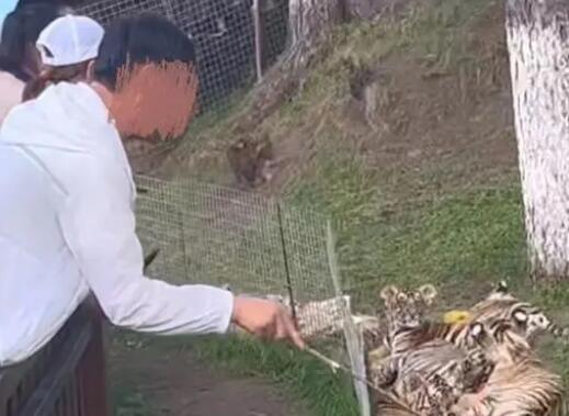 男子景區(qū)拿木棍捅小老虎 到底是什么情況?