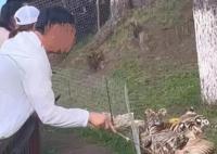 男子景區(qū)拿木棍捅小老虎 原因竟是這樣實(shí)在是太意外了