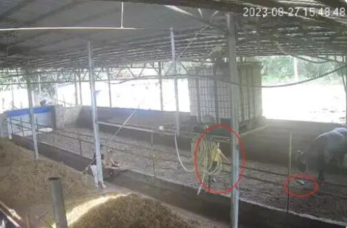 6歲男孩在牛棚玩耍被公牛頂撞離世 真相曝光簡直太驚人了