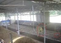 6歲男孩在牛棚玩耍被公牛頂撞離世 真相曝光簡直太驚人了