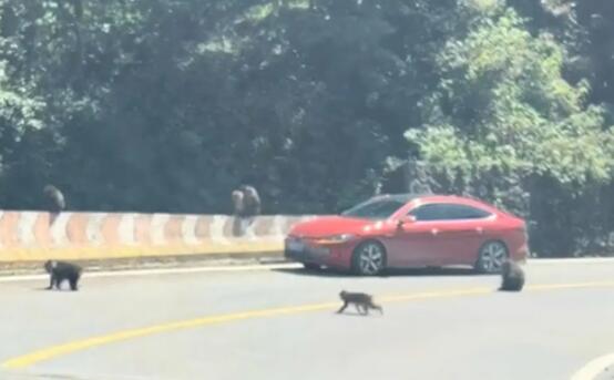 數(shù)只猴子“擺陣”圍車 景區(qū)工作人員趕到現(xiàn)場(chǎng)對(duì)猴群進(jìn)行了驅(qū)趕