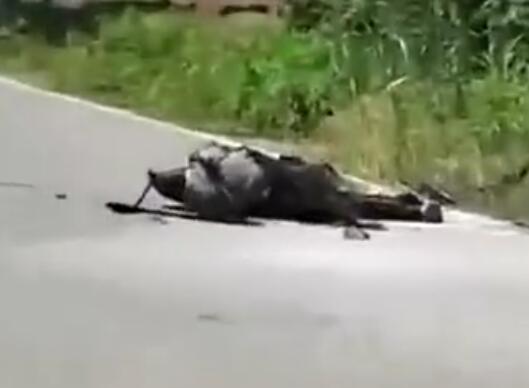 男子釣魚(yú)誤碰高壓線 全身焦黑 現(xiàn)場(chǎng)照片實(shí)在是太嚇人了