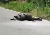 男子釣魚(yú)誤碰高壓線 全身焦黑 不確定是否受傷