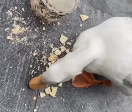 男子抓柯爾鴨當肉鴨吃賠了8千元 當時沒有人看管