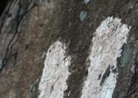 青島有重要史料價值石刻遭水泥涂抹 非景區(qū)建議游客不要輕易前往靠近