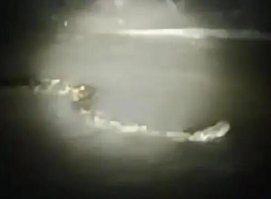 周口河中現(xiàn)巨型“長蟲”?當(dāng)?shù)鼗貞?yīng) 大的蟒蛇是非常罕見的