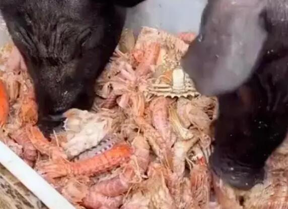 男子給豬喂皮皮蝦螃蟹 男子說就想讓它吃好點