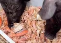 男子給豬喂皮皮蝦螃蟹 男子說(shuō)就想讓它吃好點(diǎn)