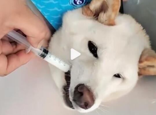 柴犬誤食70粒布洛芬主人花5千救回 立即給狗狗灌大量肥皂水進(jìn)行催吐