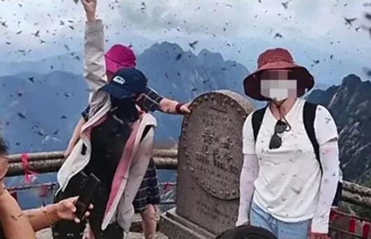 黃山景區(qū)回應(yīng)“飛蟲沖臉” 多到眼睛都睜不開