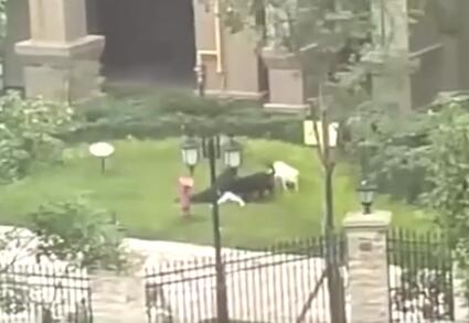 警方已發(fā)現(xiàn)咬人黑狗行蹤 被咬女童右腎挫裂傷右側(cè)肋骨骨折