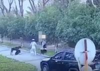 武漢一未拴繩杜賓犬咬人被沒(méi)收 人和自家狗均有受傷