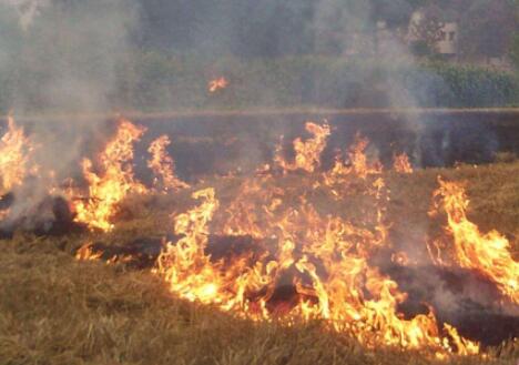 秸稈焚燒政策最新消息