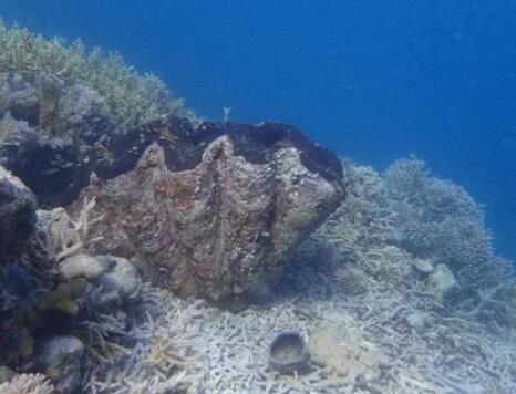 南海歸墟十種兇獸巨獸介紹 南海歸墟有什么怪物