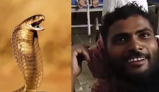 印度男子遭蛇咬兩口后反咬蛇三口 內(nèi)幕曝光簡(jiǎn)直太意外了