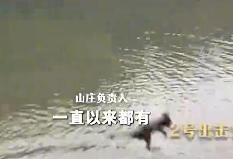 貴州黔靈山猴子變“跳水隊” 原因竟是這樣太搞笑了