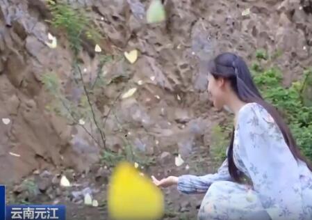 云南出現(xiàn)彩色蝴蝶漫天飛舞奇觀 究竟是什么樣的？