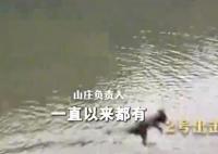 貴州黔靈山猴子變“跳水隊(duì)” 究竟是怎么回事？