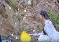 云南出現(xiàn)彩色蝴蝶漫天飛舞奇觀 究竟是什么樣的？
