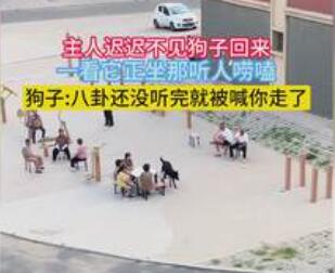 狗子坐凳子上聽人嘮嗑 到底能不能聽懂？