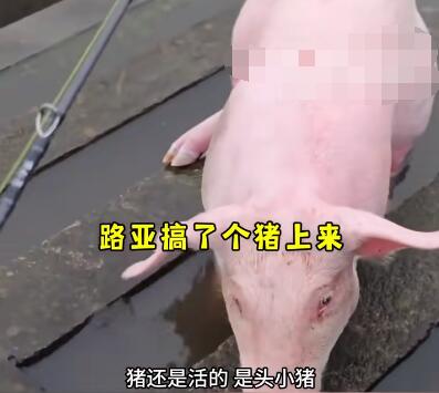 釣魚時(shí)釣上一頭活豬 實(shí)在太罕見了