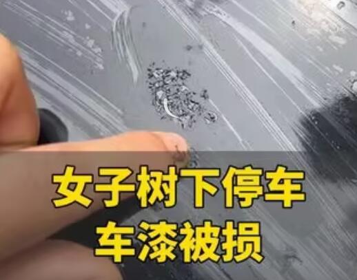 女子將車停在槐樹下車漆被腐蝕 背后真相實(shí)在讓人驚愕