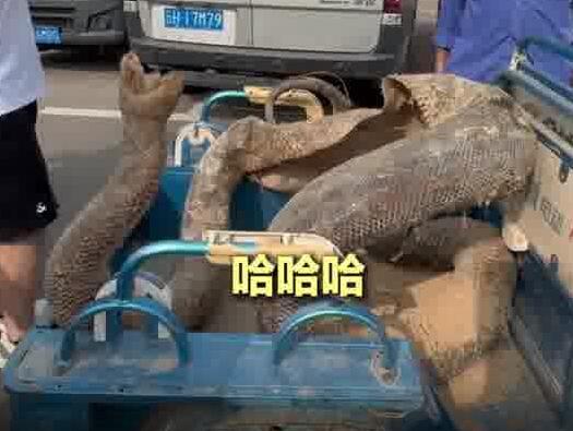 大爺帶巨型蛇皮到藥博會(huì) 到底是什么情況？