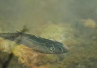 已滅絕4.36億年的魚(yú)化石被發(fā)現(xiàn) 內(nèi)幕實(shí)在讓人驚個(gè)呆