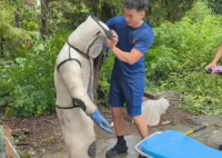 男子掏馬蜂窩 被蟄昏迷在30米高樹(shù)上 內(nèi)幕實(shí)在讓人驚個(gè)呆