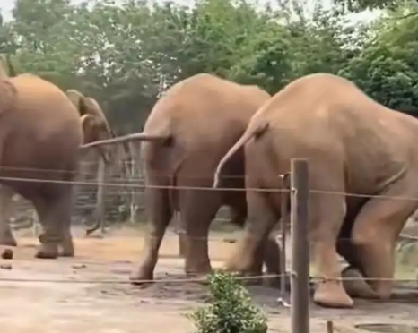 上海野生動物園回應(yīng)一大象被霸凌 事件始末2025最新消息