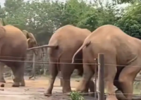 上海野生動物園回應(yīng)一大象被霸凌 事件始末2025最新消息