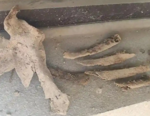 新房地下挖出尸骨 住建局介入?yún)f(xié)調(diào) 始料未及內(nèi)幕太驚人