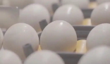 醫(yī)生稱無菌蛋并非百分百無細菌 背后真相實在讓人驚愕
