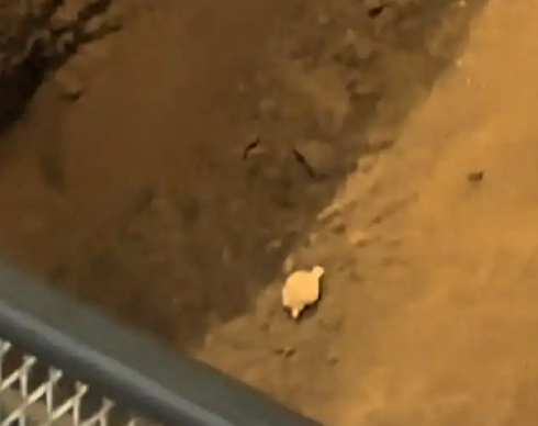 兵馬俑坑咋成“失物招領(lǐng)處”了 事件始末2025最新消息