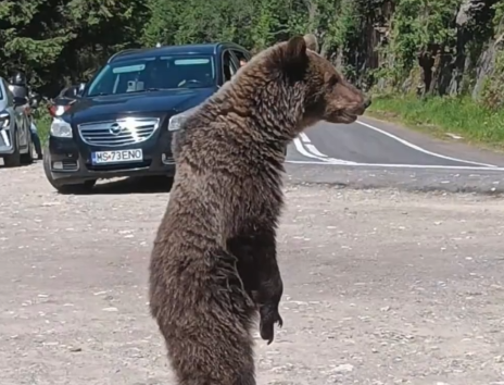 意大利男子靠近熊自拍被拖入山溝 事件始末2025最新消息