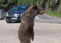 意大利男子靠近熊自拍被拖入山溝 事件始末2025最新消息