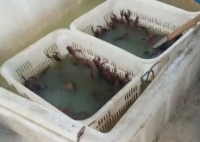 4.9分外賣店用草酸洗蝦多日不換水 背后真相實在讓人驚愕