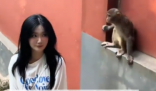 女生投喂黔靈山猴子被扇巴掌 究竟是怎么回事？