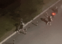 小狗遭主人2次扔棄哀嚎仍被遺棄 究竟是怎么回事？