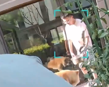 朋友用狗喝水的盆澆花被狗撕咬 內幕實在讓人驚個呆