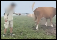 游客逗牛遭圍攻踩踏:喂牛肉干敲屁股 到底是什么情況？