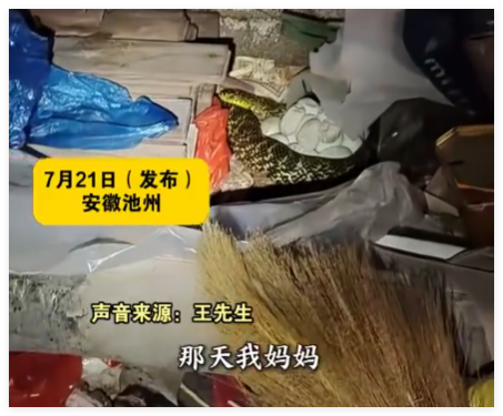 老人在雜物中發(fā)現(xiàn)“看家蛇” 這條蛇始終守護(hù)在蛇蛋旁
