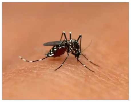 專家:全球已近30萬人感染基孔肯雅熱 究竟是怎么回事？