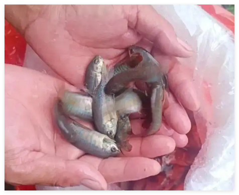 佛山投數(shù)千滅蚊魚 1條1天滅蚊438只 原因竟是這樣太霸氣了