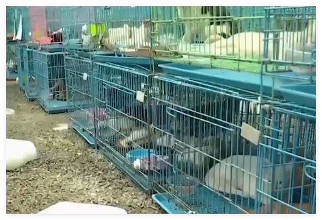 警方攔截違規(guī)運(yùn)貓車(chē)救下900余只貓 到底是哪里來(lái)的？