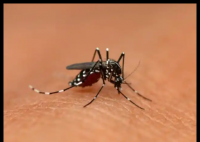 專家:全球已近30萬人感染基孔肯雅熱 究竟是怎么回事？